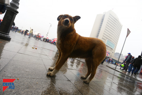 Живодерня за госсчет: зоозащитники обратились к губернатору