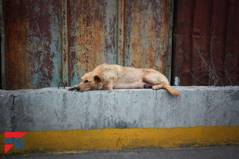 «В Приморье люди живут плохо, животные – еще хуже»: как спасают бездомных собак и кошек