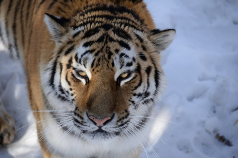 Тигра-скандалиста попробуют нейтрализовать