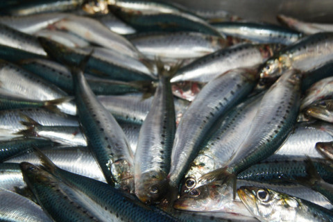 Россиянам озвучили самую полезную в мире рыбу