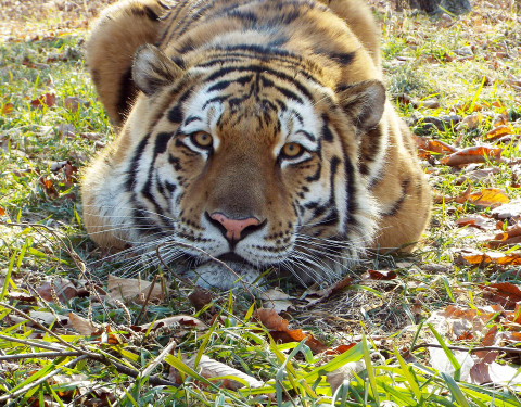 «Тигра Амура выставят на торги, как имущество» - символ Приморья дорого оценили