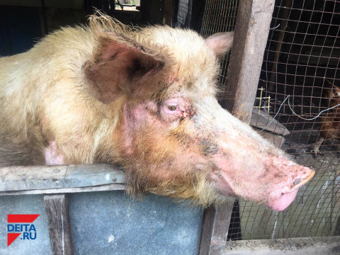 "Это заказ": ящур косит свиней, но люди не верят