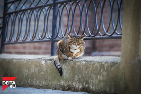 Операция «Спасение котейки» попала на видео