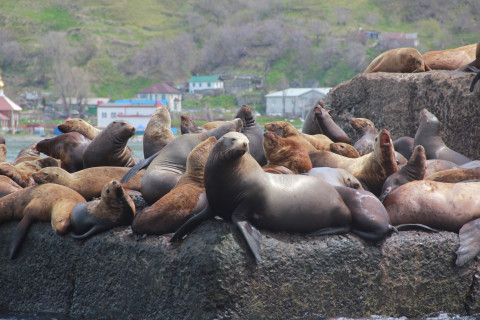 Исключительно прекрасное зрелище можно увидеть на Сахалине