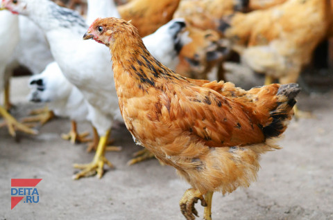 Тысячи кур сгорели при пожаре на птицефабрике