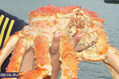 Бизнесмен проверил краба, и не зря