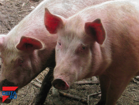 Ящур перекинулся с Приморья на Хабаровский край