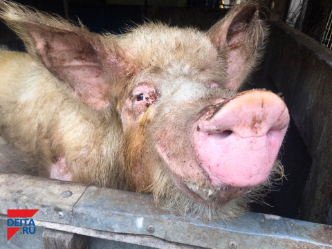 "Специально это делают": ящур найден еще в одном хозяйстве