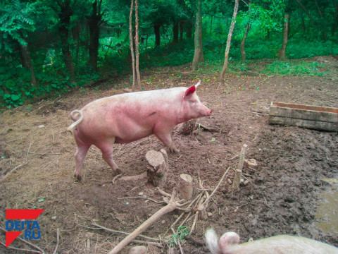 Бесплатные прививки от ящура сделают всем животным Приморья