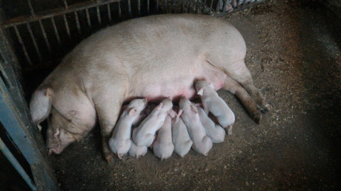 Режим ЧС ввели в Хабаровском крае из-за ящура