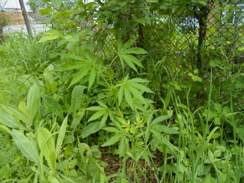 Легализовать марихуану предложили в медицинских целях