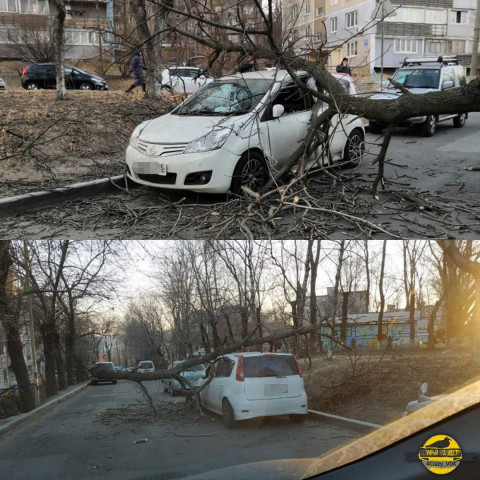 Дерево упало на автомобиль во Владивостоке