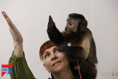 Люди сообщают о застрявшем в Приморье цирке-шапито