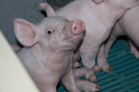 Власти: диким животным Приморья ящур не грозит