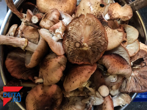 Грибы встали в очередь за валежником