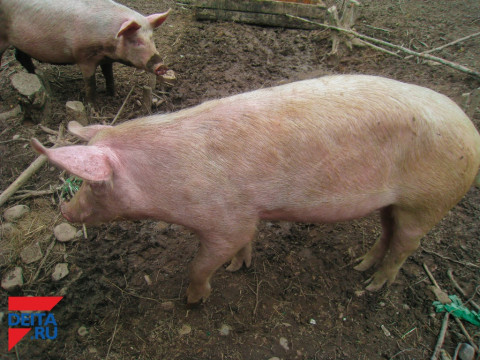 Новые вспышки ящура выявлены в Приморье