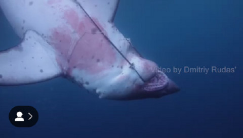 Известный дайвер снял на видео акулу у берегов Приморья