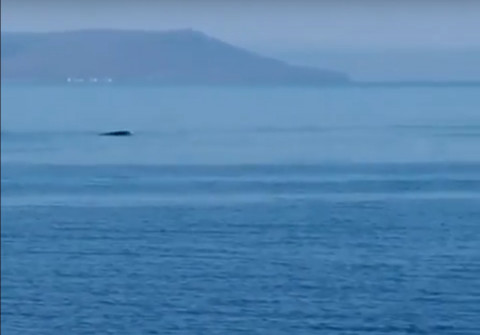 Новое уголовное дело возбуждено по "китовой тюрьме"