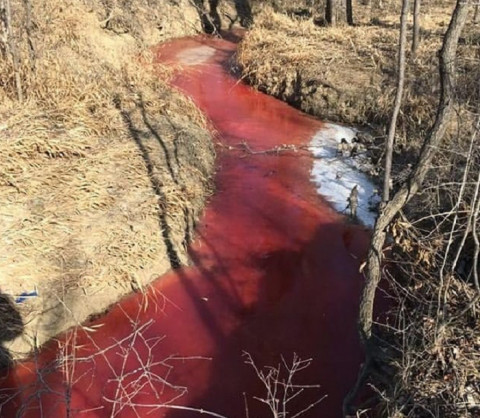 Багровые реки: кровавый ручей обнаружен недалеко от птицефабрики