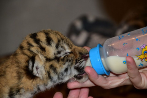 Видео: тигренка и 5 кг наркотиков нашли полицейские в нарколаборатории
