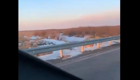 Видео: тигры замечены возле дальневосточного города