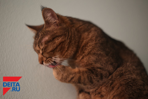 Одна дома: мать закрыла школьницу с 30 голодными кошками