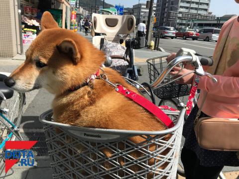 Все для людей: известная авиакомпания меняет правила перевозки животных