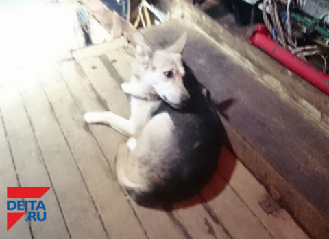 Псы-убийцы терроризируют приморский город