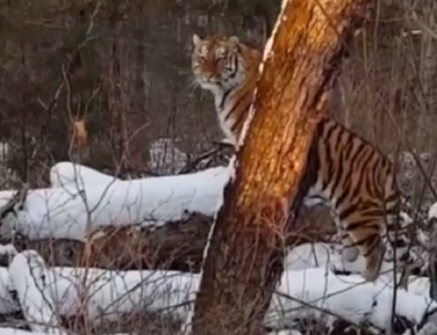 Люди встретили тигра в лесу Приморского края