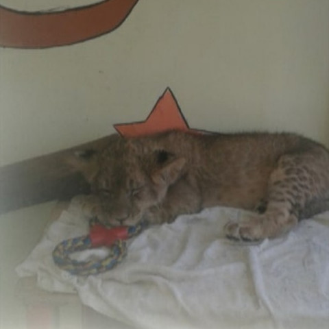 Инертный львенок в контактном зоопарке тревожит горожан