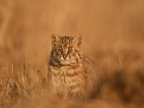 Милый лесной кот попал в объективы фотохудожника в Приморье
