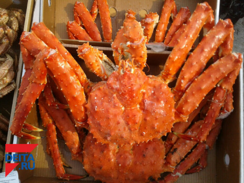 Жителям Владивостока стоит опасаться такого краба