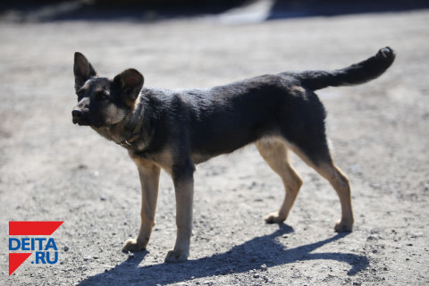 Две сотни собак спасли от забоя на еду