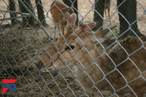 Животные тайги Приморья напичканы химикатами и токсинами