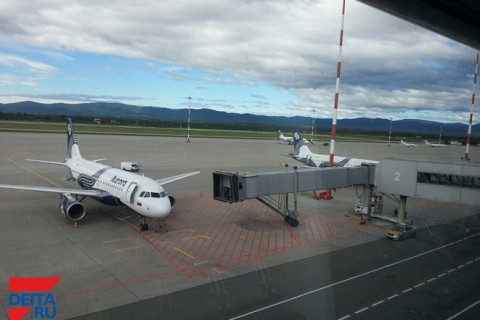 О сбитой самолетом собаке рассказали в аэропорту