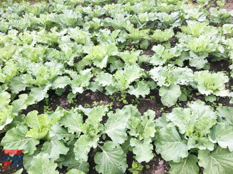 Найдено надёжное средство от давления