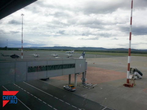 Аэропорт сделал заявление по факту сбитой собаки