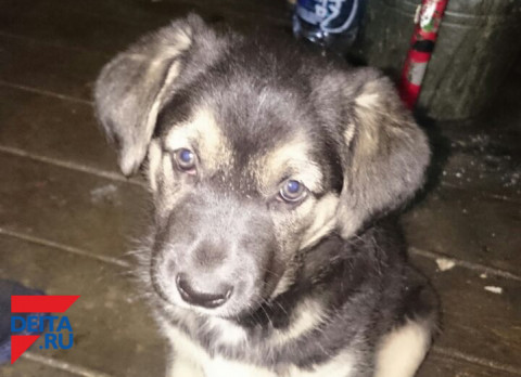 Многочисленные трупы обнаружены на стихийной свалке