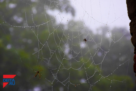 "Никогда таких не видел": паук удивил горожанина