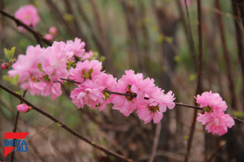 Погоду в праздник весны предсказали приморские синоптики