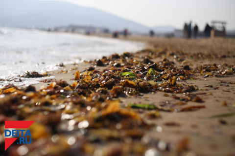 Морскую капусту и чагу тоннами вывозят в Китай