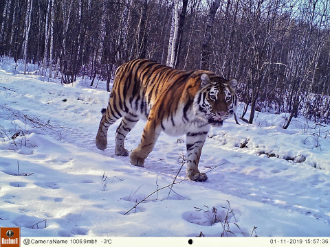 Тигрицы, которых знают по имени