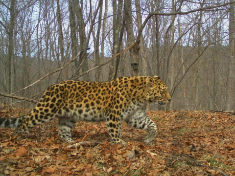 «Марш парков» пройдет на «Земле леопарда»