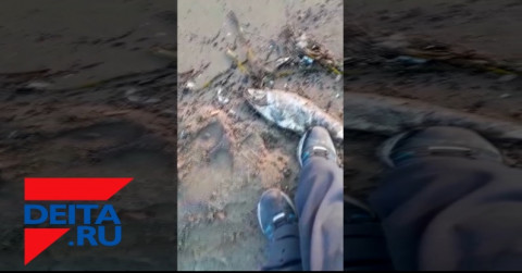 Массовая гибель рыбы произошла в Приморье