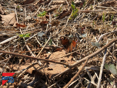 Приморские синоптики ожидают снег с дождем