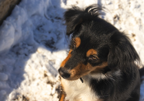 Бродячие собаки едва не загрызли мальчика