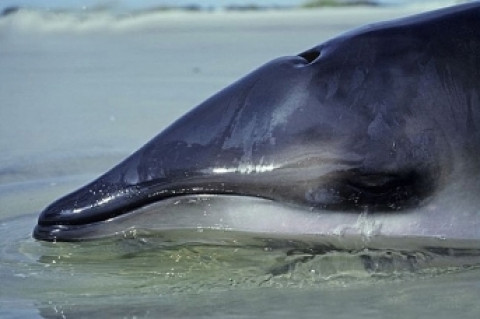 В желудке млекопитающего нашли 40 кг пластика