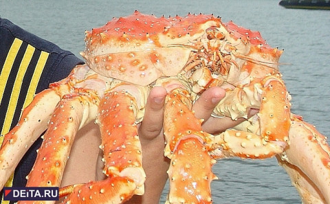 Тонны краба в лесу разгневали россиян