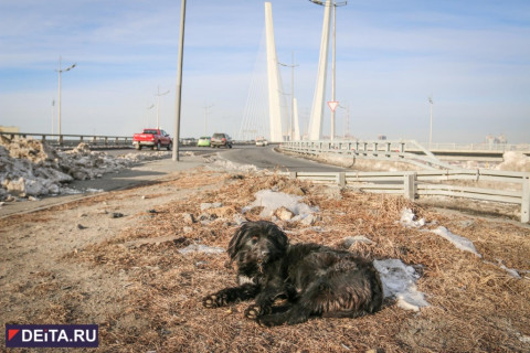Награда ждет спасшего на рельсах пса машиниста
