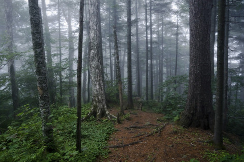 Видео: странный лес обнаружили дальневосточники